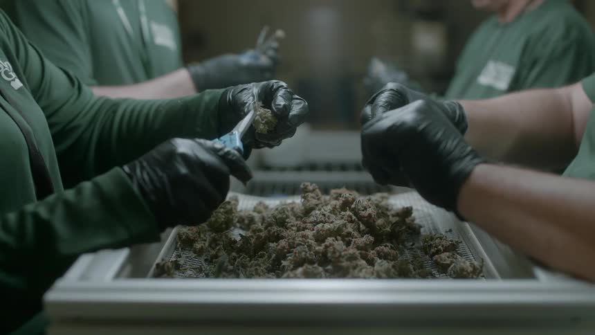 Multiple people uses scissors to cut cannabis buds