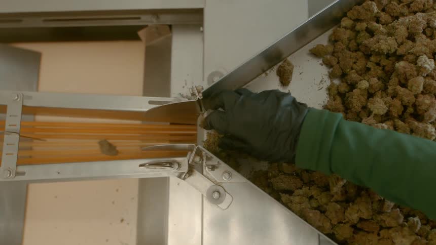 Person wearing gloves guides clusters onto conveyor