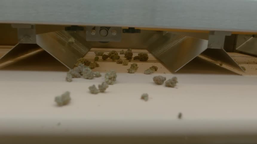 Cannabis moving from a machine to a conveyor belt