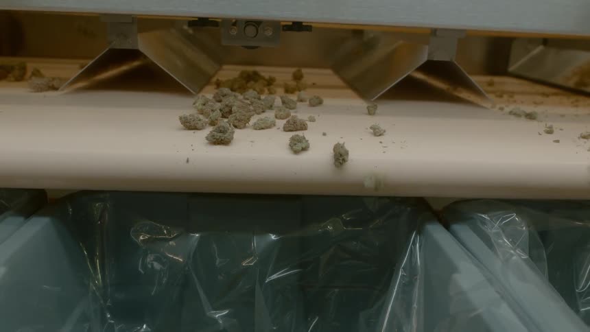 Cannabis moving along a conveyor belt and falling in to bags