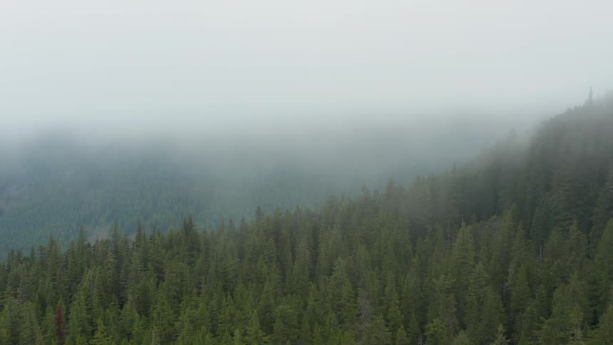 Close up aerial view of early morning fog over a pine forest