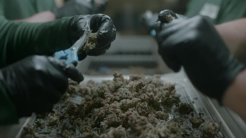Line workers cut stems off cannabis clusters