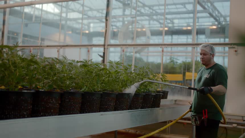 A man with a hose watering marijuana plants in a grow room