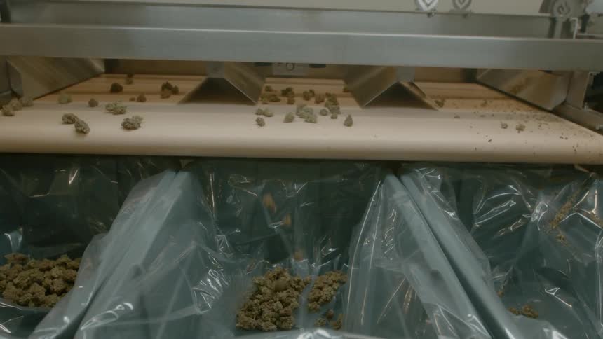 A conveyor belt moves herbs along and they fall in to bags