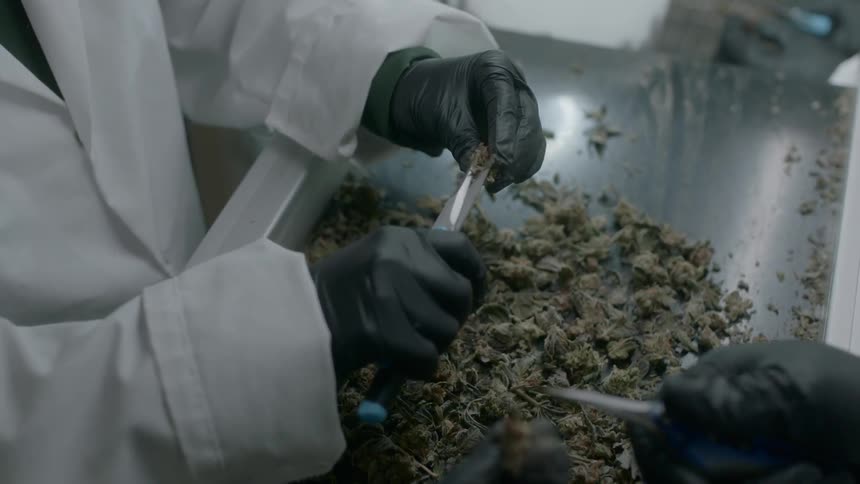A worker in a factory snips cannabis
