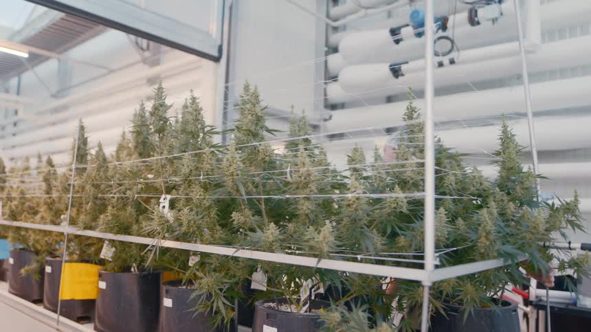 Potted plants being transported in a factory