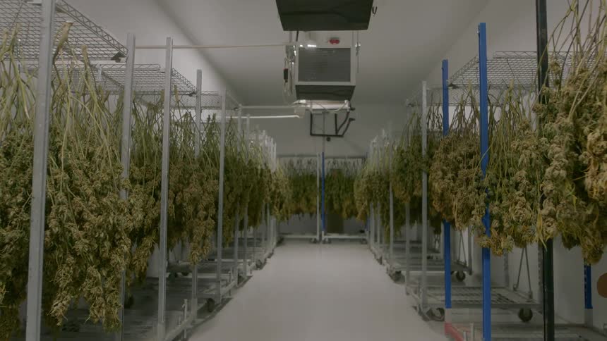 Multiple large bushes of cannabis hang upside down in an industrial refrigerator