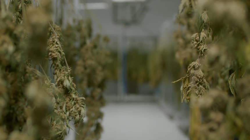 Cannabis hanging to dry in a warehouse