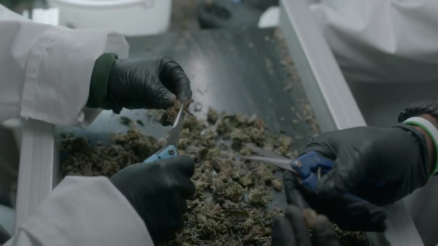 Two people wearing black gloves check marijuana buds in a sterile setting