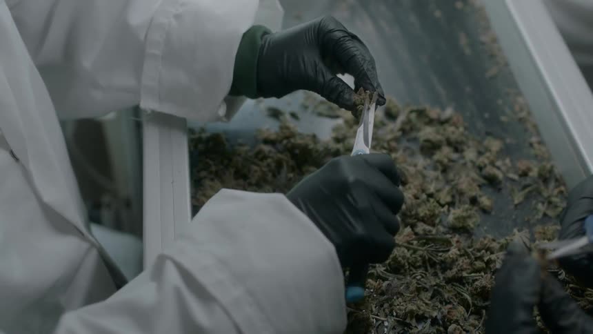 People examine cannabis in a factory