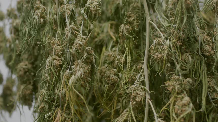 A number of plant stems are lined with leaves and buds of marijuana