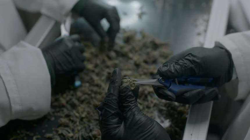 Two people wearing black disposable gloves trim away at marijuana buds in a metal tray