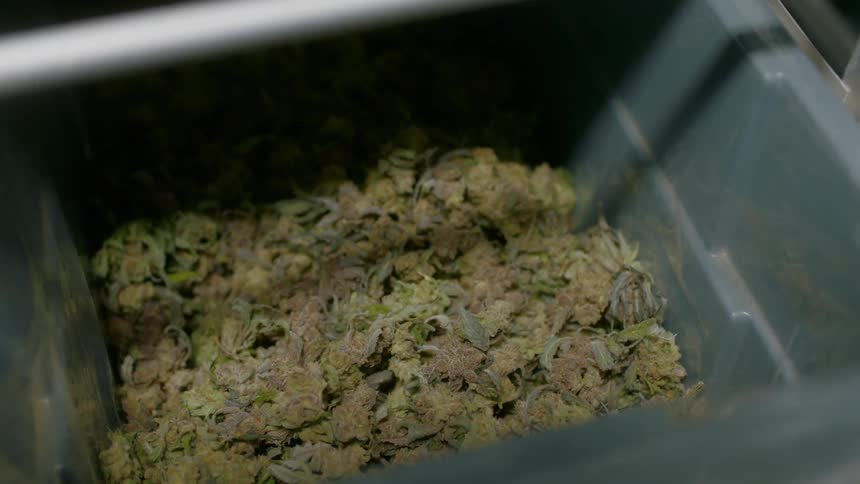 Pieces of a green plant in a grey bucket