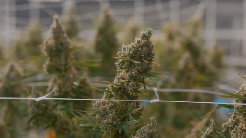 Marijuana plants in a grow room