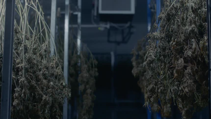 Plants hanging to dry on racks in rows