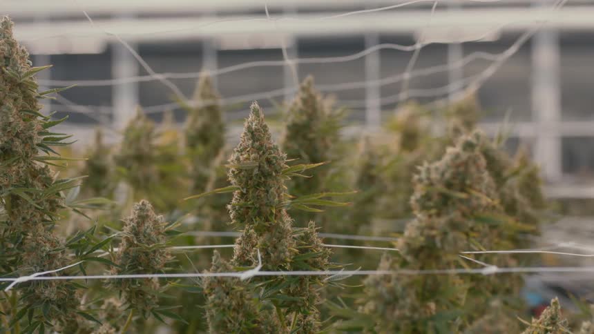 Cannabis plants growing in a greenhouse
