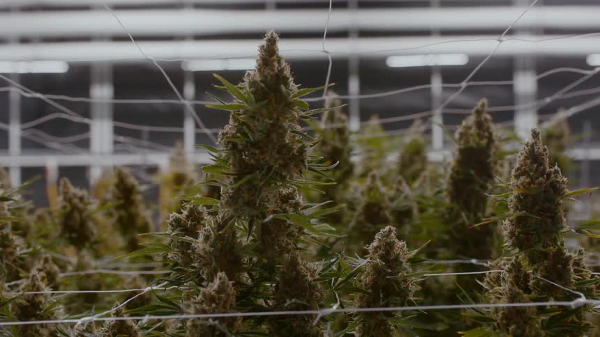Marijuana buds grow through a grid of strings