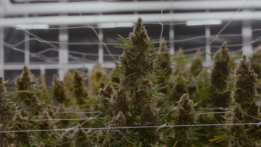 Cannabis in a factory