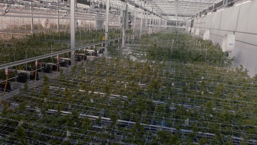 An enormous indoor greenhouse is filled with hundreds of green plants