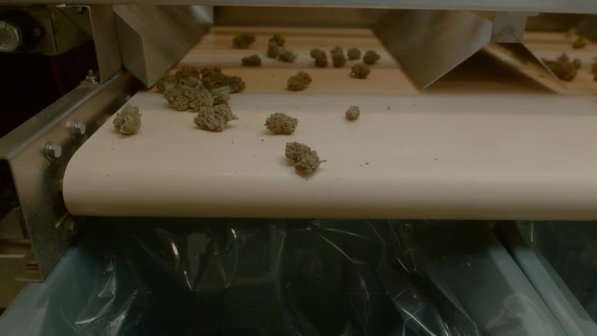 A conveyor belt moves below a metallic chute as buds of marijuana slide down onto it and are dropped into a bin below