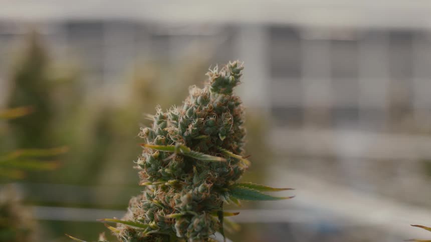 Close up of a hemp plant in a factory
