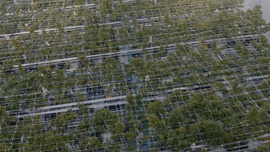 Green plants surrounded by wire fencing