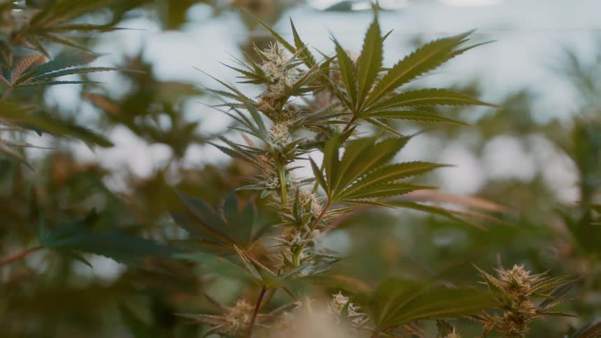 Close up of cannabis plant growing indoors in a greenhouse
