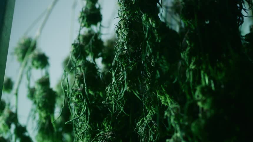 Clumps of leafy plant hung to dry