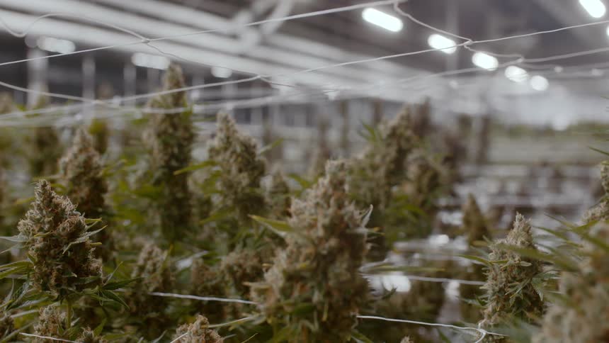 Cannabis growing in a factory