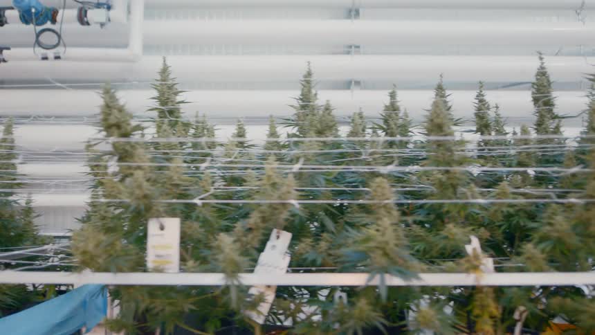 A scenery of a fir forest