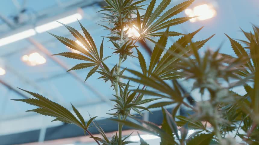 Marijuana plants grow in a large warehouse