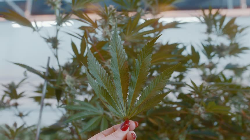 A womans hand with red nail polish holds a marijuana leaf in front of other marijuana plants