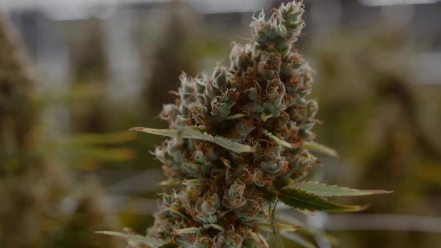 Close up of cannabis growing in a factory
