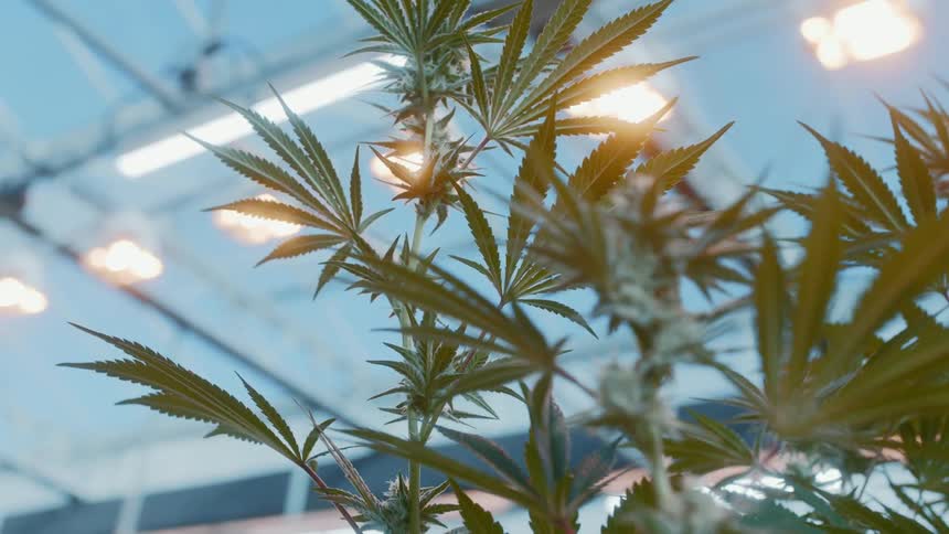 Plant leaves inside a greenhouse
