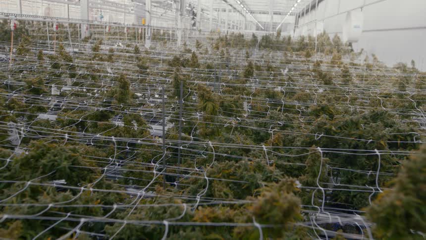 A large medical marijuana grow room with netting and bright light