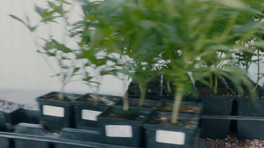 A person moves a tray of plants growing in small square flower pots