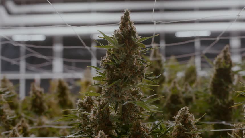 Several marijuana plants are being grown in an indoor area with strings to to support the plants
