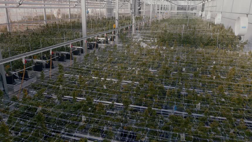 A scenery of a plant farm