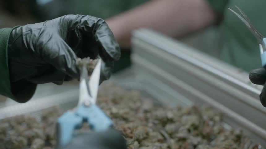 People with black disposable gloves cutting leaves off of marijuana buds