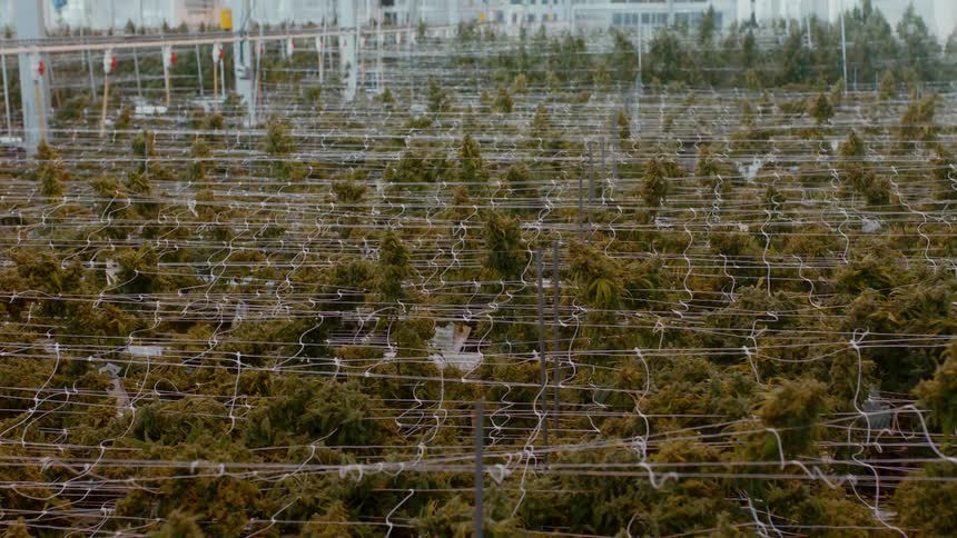 Plants in large greenhouse building given support by large net