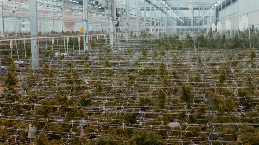 Multiple plants are tied together in rows in a large greenhouse