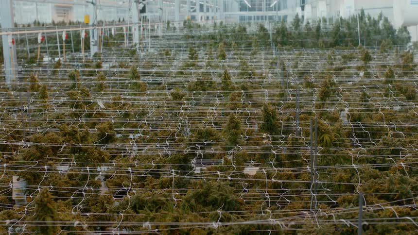 Medical marijuana plants in a large grow house covered with a trellis