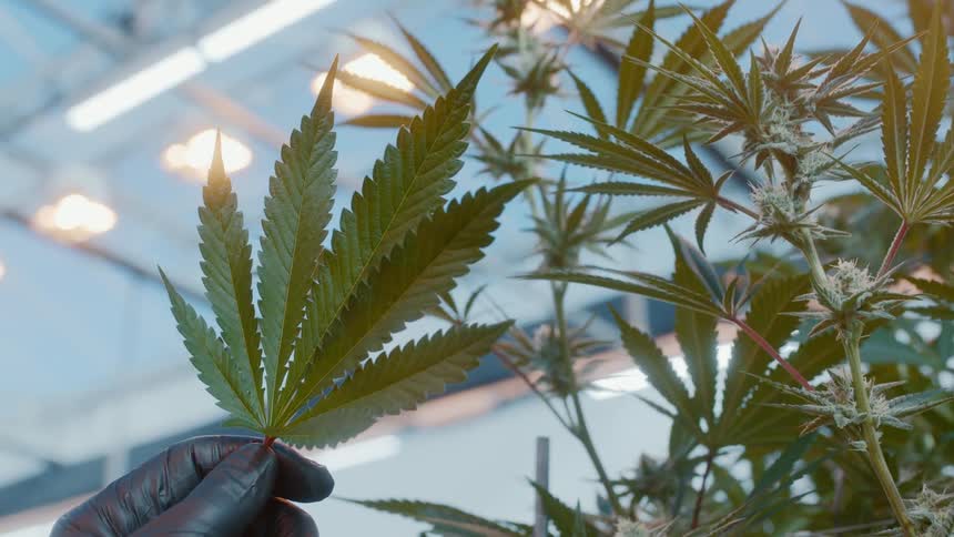 A person in a factory holds a plant leaf