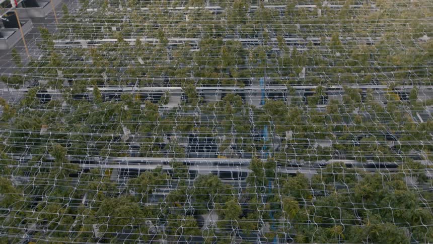 Birds eye view of plants growing in a factory