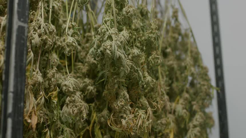 Cannabis hanging to dry