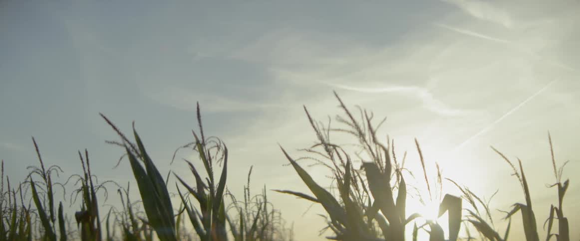 The sun shines over a field