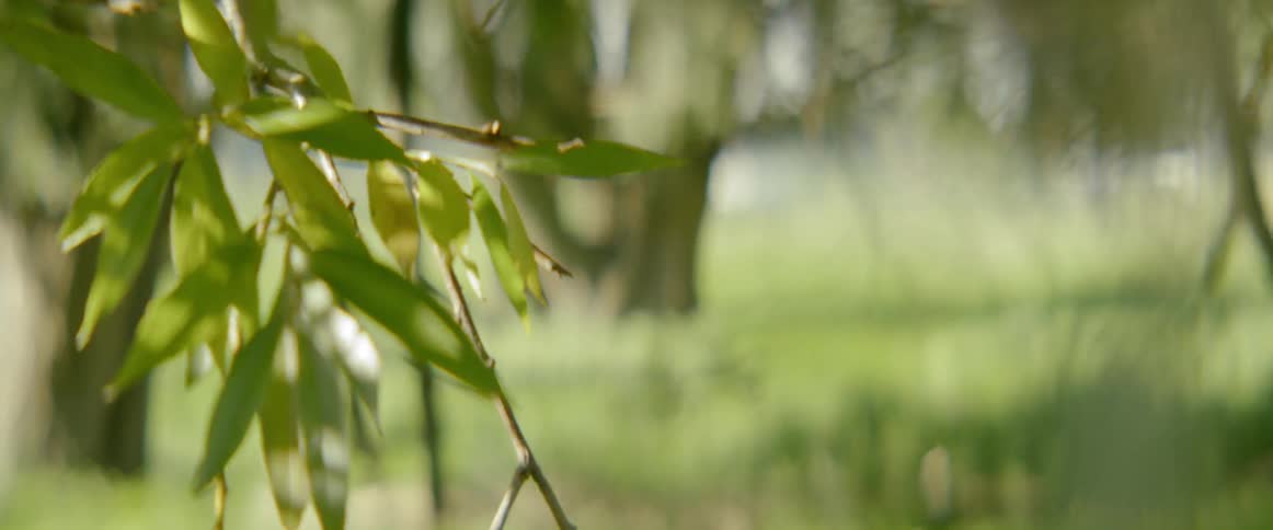 The green leaves of the tree sway gently in the wind