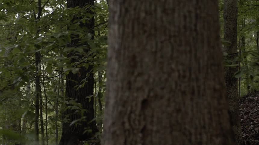 A man hikes downhill through a dense forest