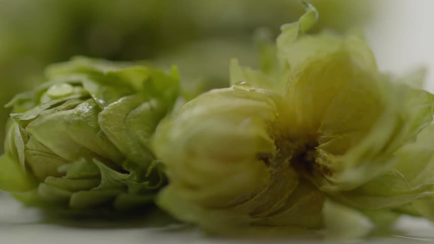 A drop of water falls onto green leafy vegetables