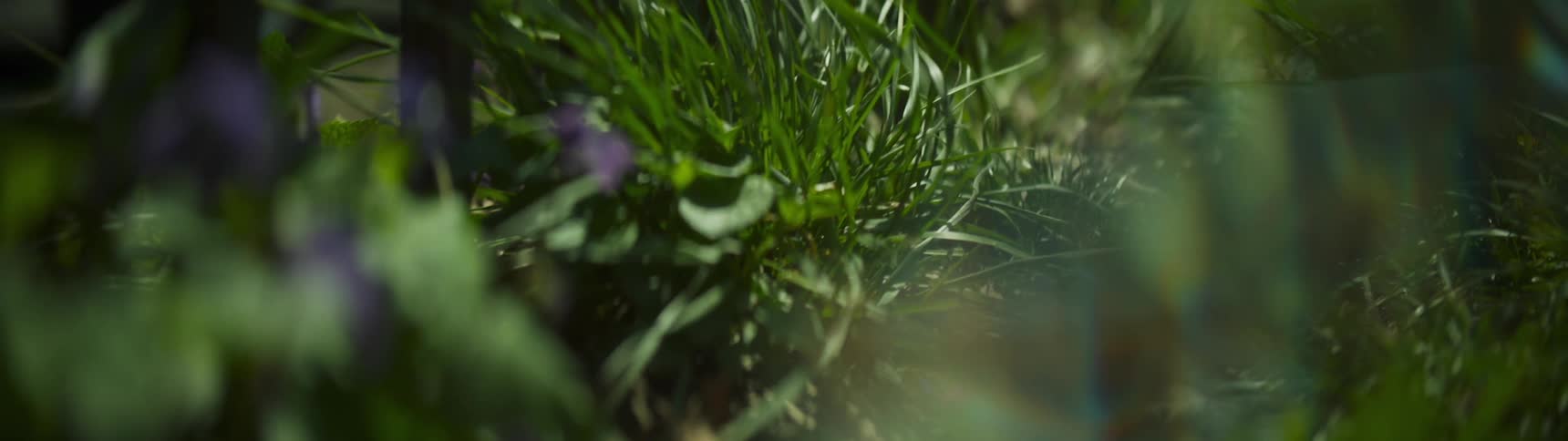 Purple flowers and grass in the wild